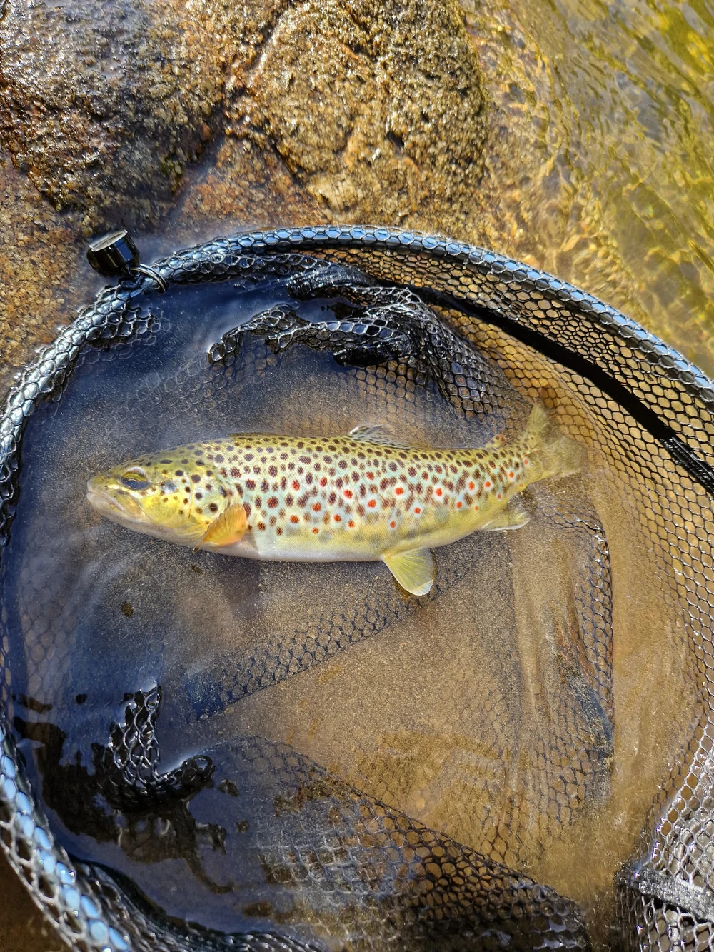 truite-loire-peche